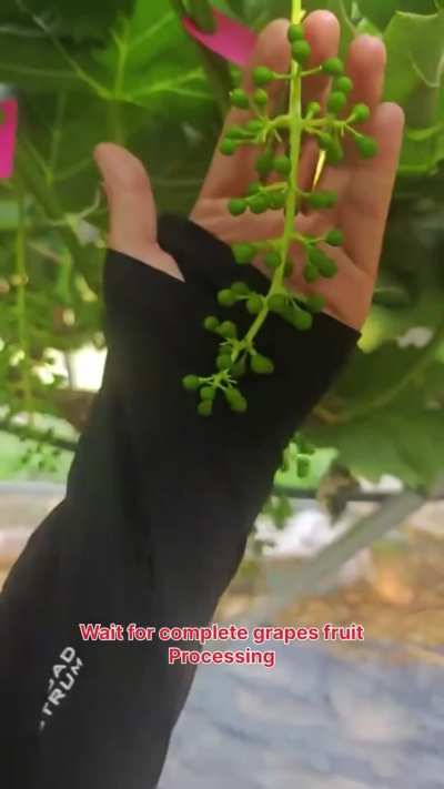 Thinning grapes