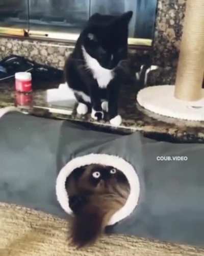 Нежданчик