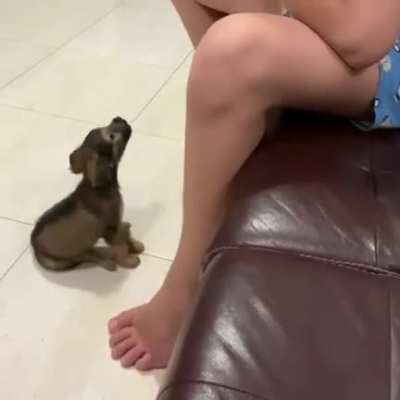 My dog howling by the harmonics