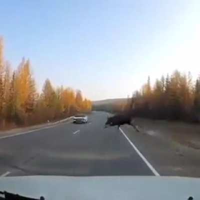 Боже, этот лось больше, чем машина
