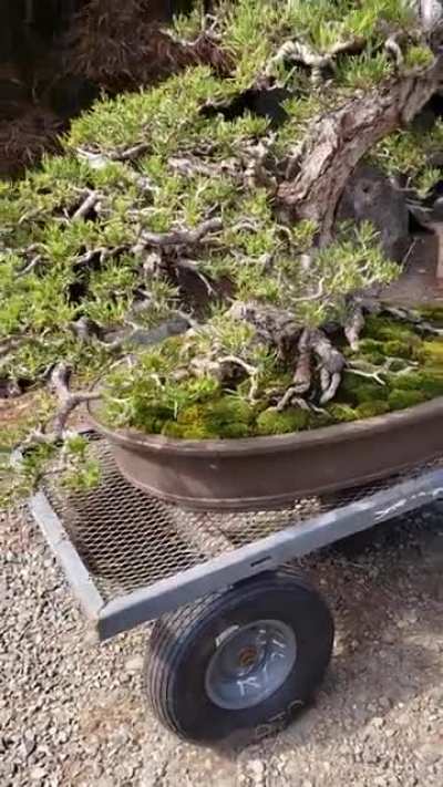 'Mama Yamaguchi' Black Pine from Elandan Gardens. Eric and I show prepped it for Dan Robinson last year for the USNBE.