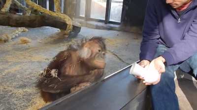 monke smort