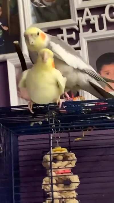 Sex