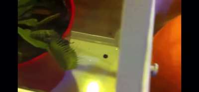 Venus Fly Trap Eats Horsefly