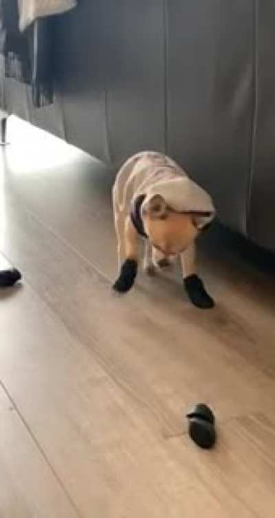 Our dog learning how to wear boots 😆