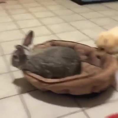 "I am the pupper now"