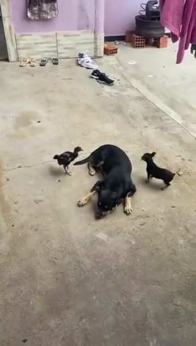 Awww the kids don't know that they're different they just want to play..