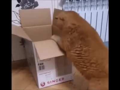 Feline Loading Error (request)
