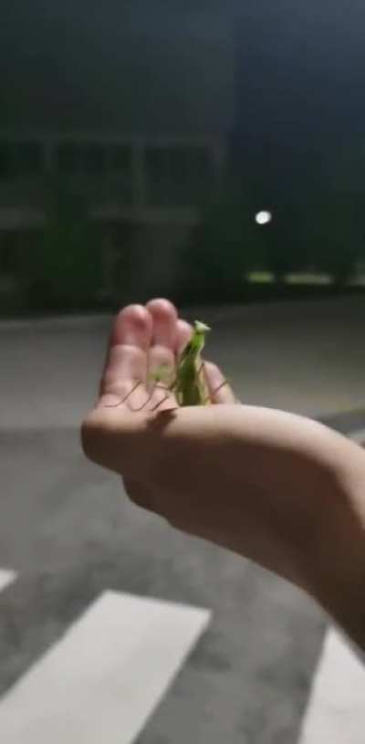 God i hate bugs