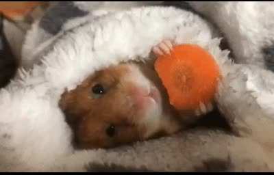 🐭🐭
