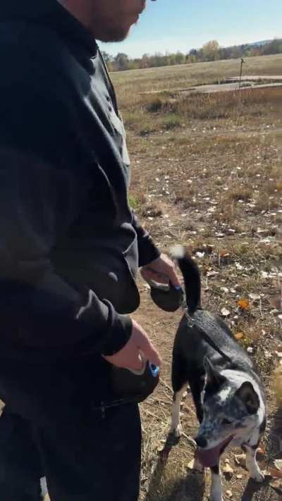 Encounter with 6+ off-leash dogs near busy road (shields &amp;amp; harmony)
