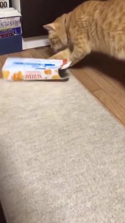 Probably the dumbest cat in the world
