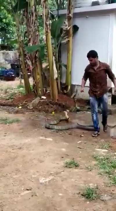 Man Helps King Cobra cool down in 47&deg;c scorching unbearable heat.