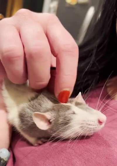 Mischa&rsquo;s finally learned to love scritches!