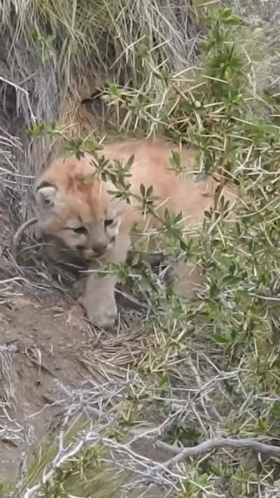Así se lo pasan los cachorros de puma en el Parque Patagonia