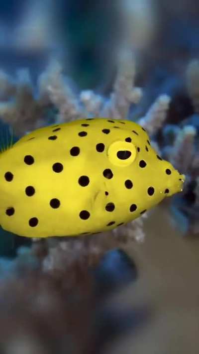🔥The yellow boxfish (Ostracion cubicum)