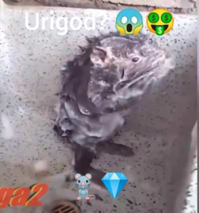Urigod 🐀💎