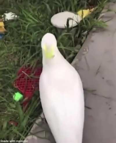 B I R D
