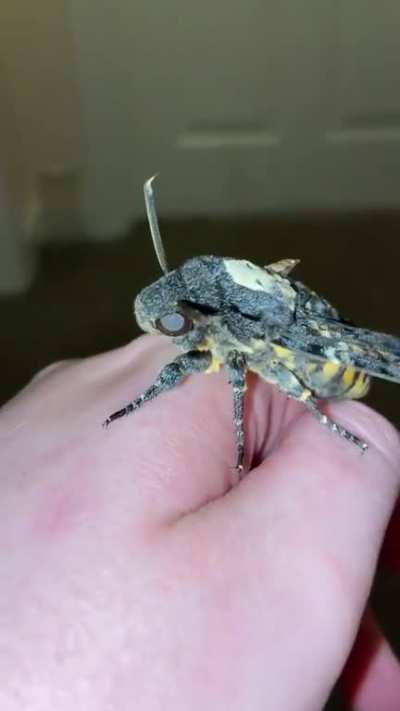 Video shows a Death&rsquo;s-head Hawkmoth (Acherontia atropos) squeaking. The only moths to do so.