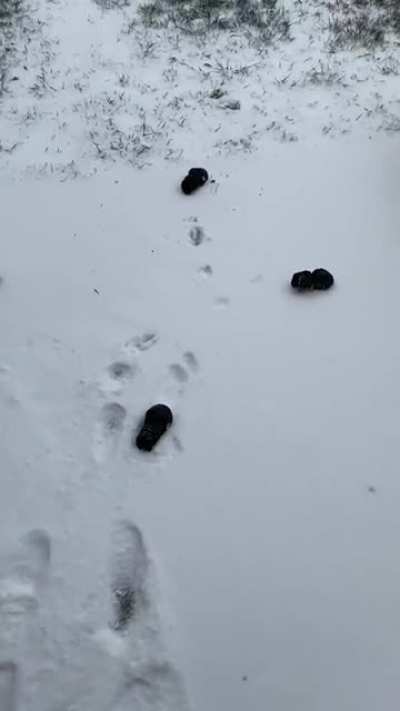 Wife spent 5 mins putting booties on our dog...