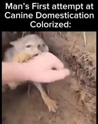 Domesticating Rule