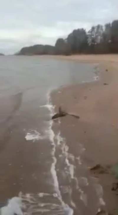 Siberian Elk harassing a fisherman.