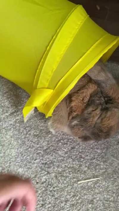 It’s so warm Benjamin hardly ever leaves his tunnel!