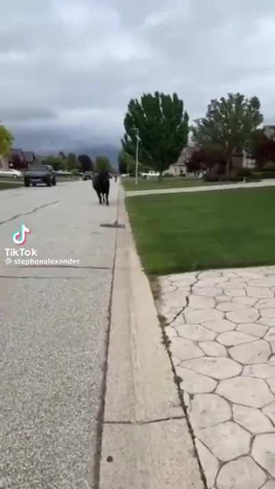Moove over lady!