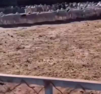Mongolian farmer discovers hundreds of his sheep have been walking in a circle continuously for 12 Days