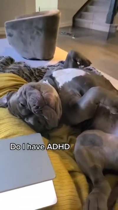 mood 🐶 [OC]