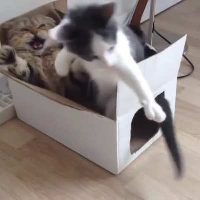 Cat In a Box Leads to Bedlam