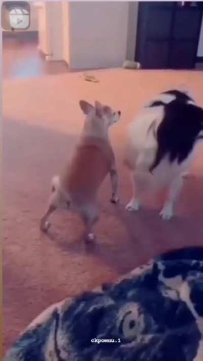 No mamen jajaja