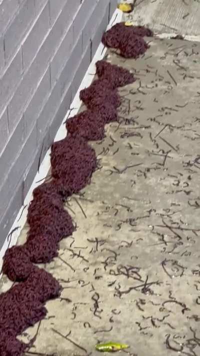 Worm Party