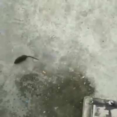 Cursed_Rat