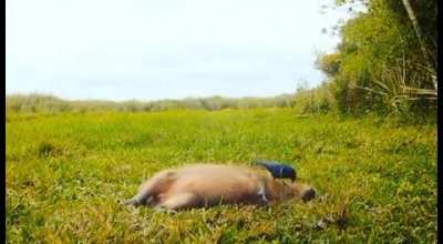 A perfect symbiosis of a bird and a capybara.