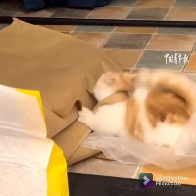 Playing with the paper bag