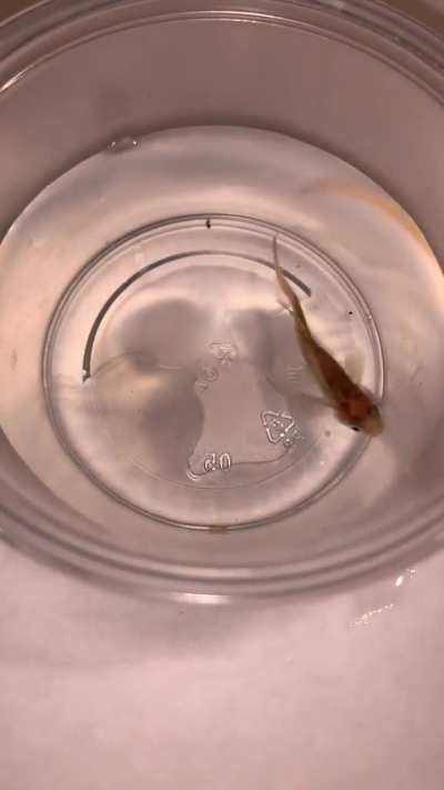 Clamped and pinkish fins, &ldquo;blood spots&rdquo; on tip of tail fin, and irregular bending of spine. Anybody know what disease these symptoms are from?