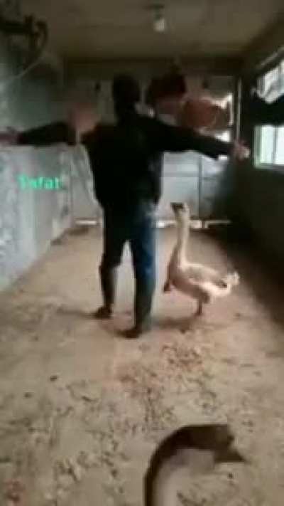 The last bird bender