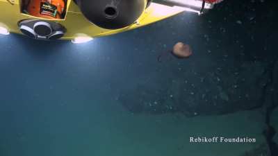 🔥 The Gulper Eel hunting for prey in the deep sea