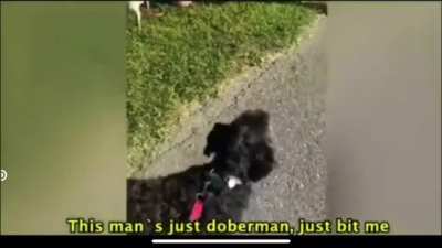 DOBERMAN!