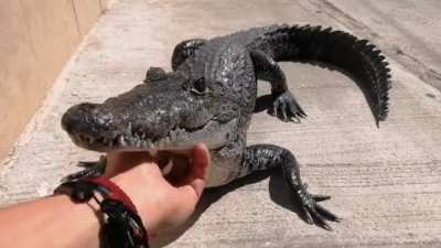 Crocodile my love