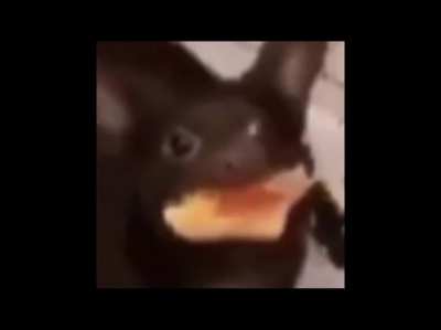 Doge