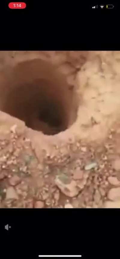 To save a cat