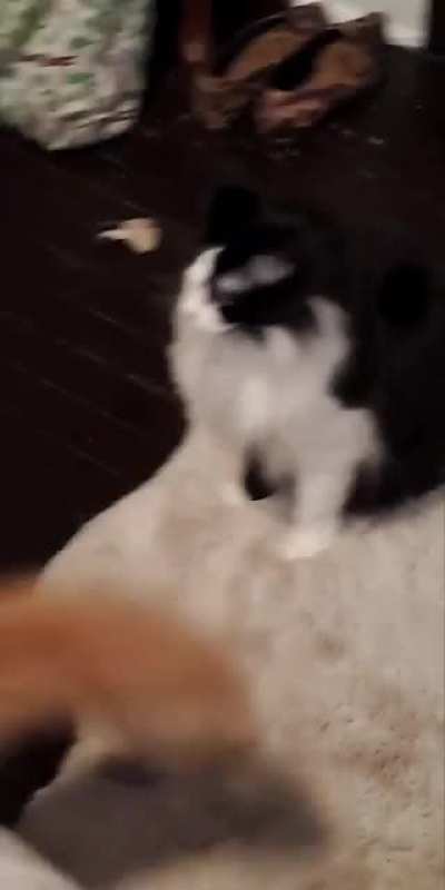 Surprise attack!