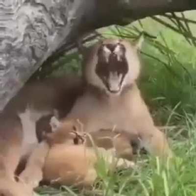 AAAAAAAAAAAAAAAAAAAAAA