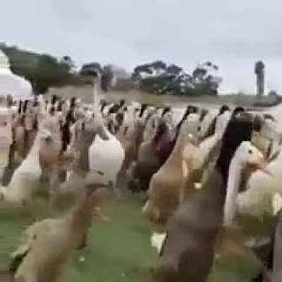 They won&rsquo;t notice of I try to blend in