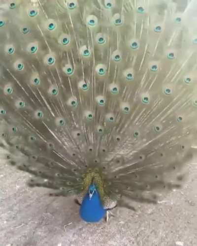 Wiggle wiggle