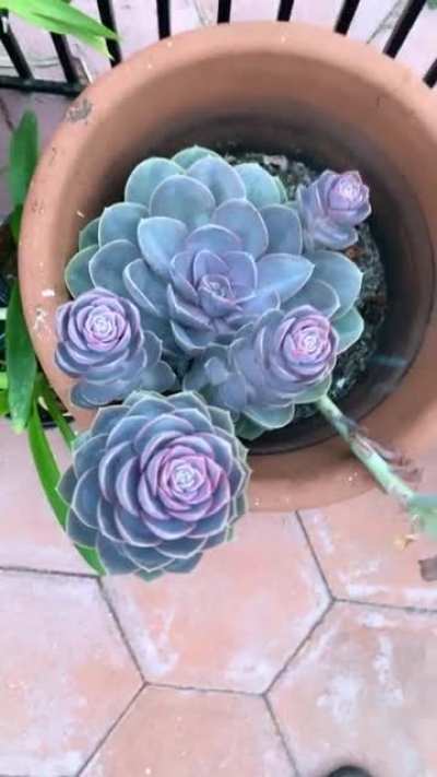 Echeveria &ldquo;Perle Von Nurnberg&rdquo; doing something.