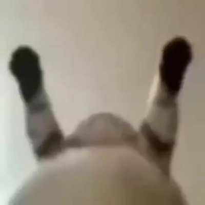 Gato zika