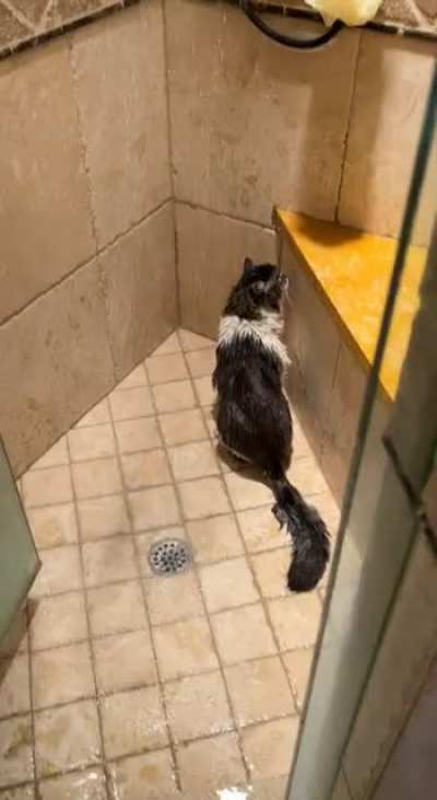 Started the shower, came back to find this